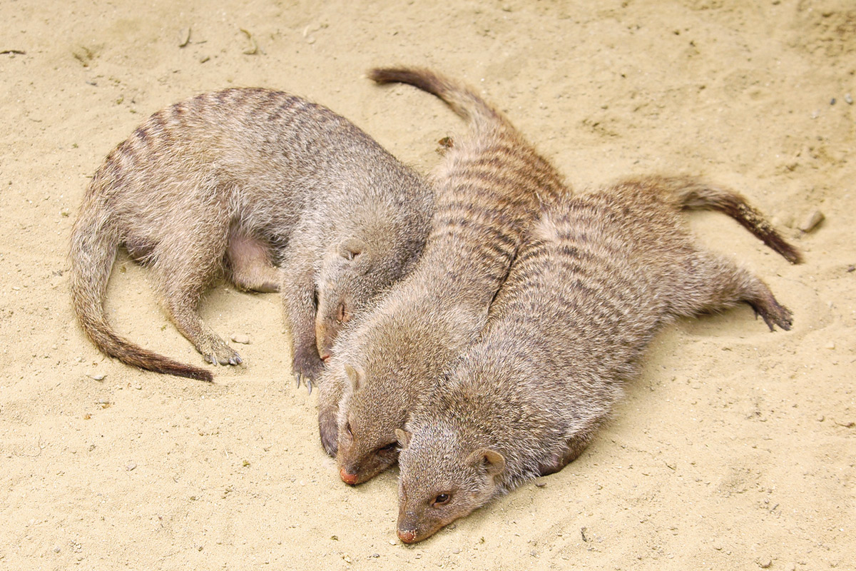 シママングースの赤ちゃん_1