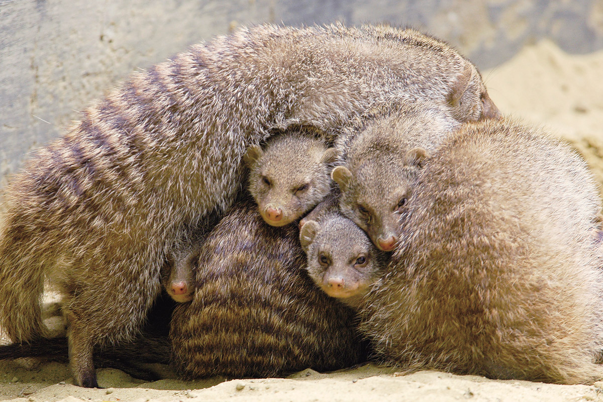 シママングースの赤ちゃん_2