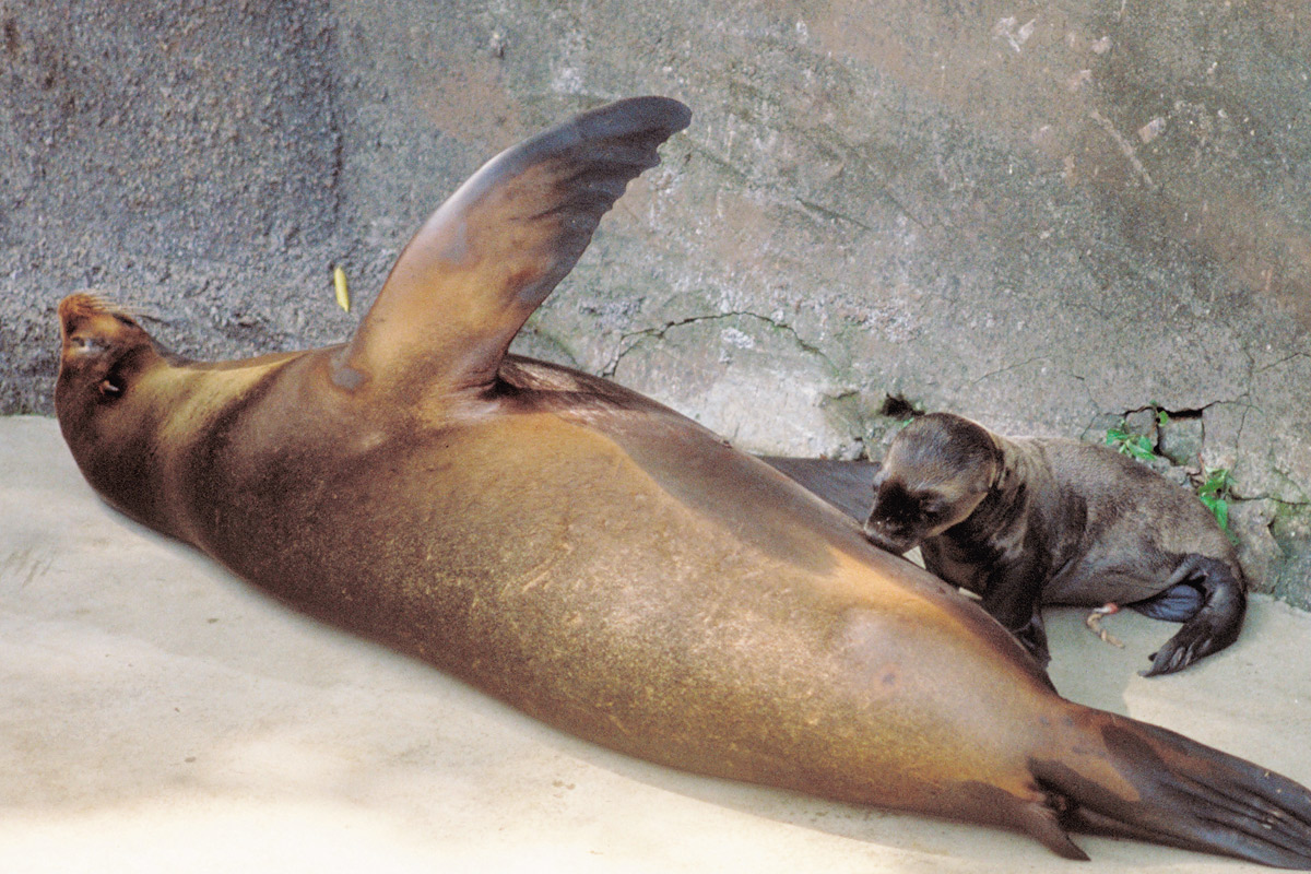 カリフォルニアアシカの赤ちゃん_2