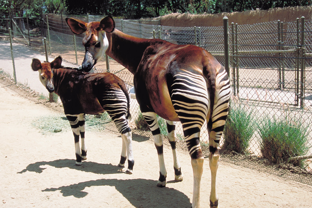 オカピの赤ちゃん_2