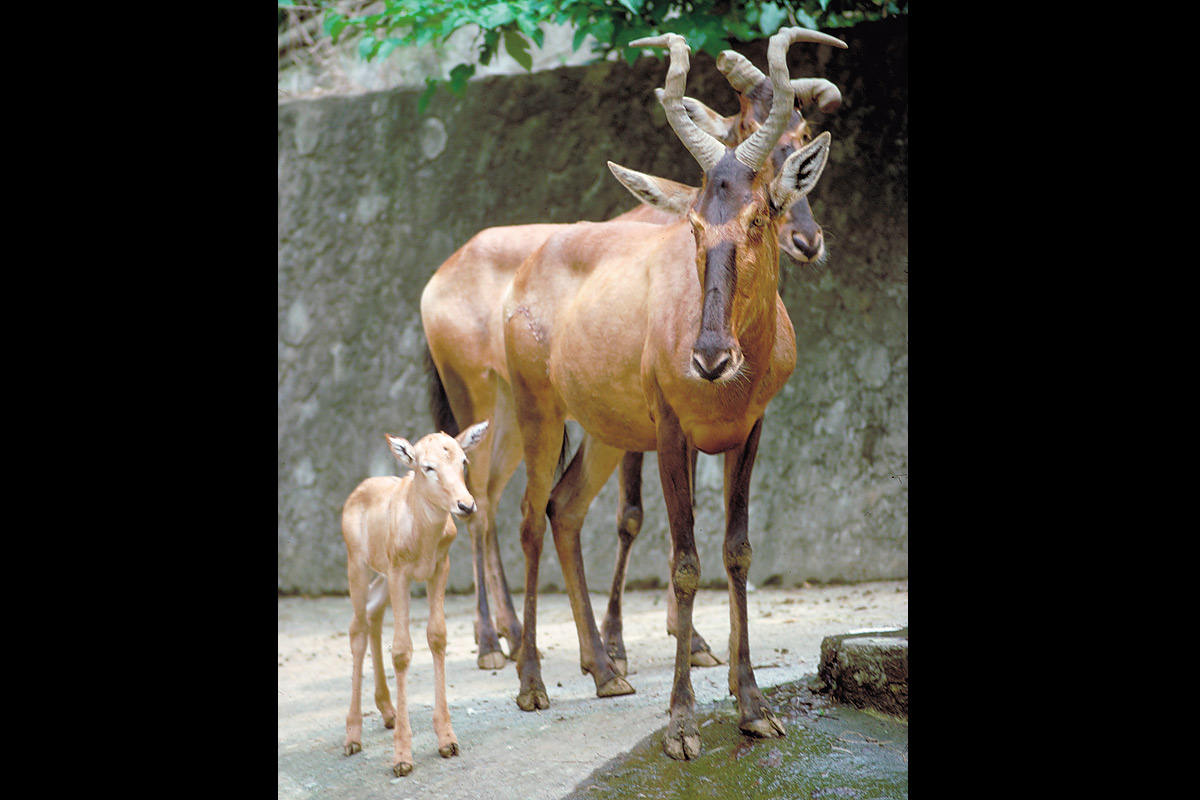トピの赤ちゃん_2