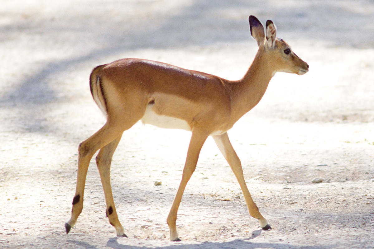 インパラの赤ちゃん_1