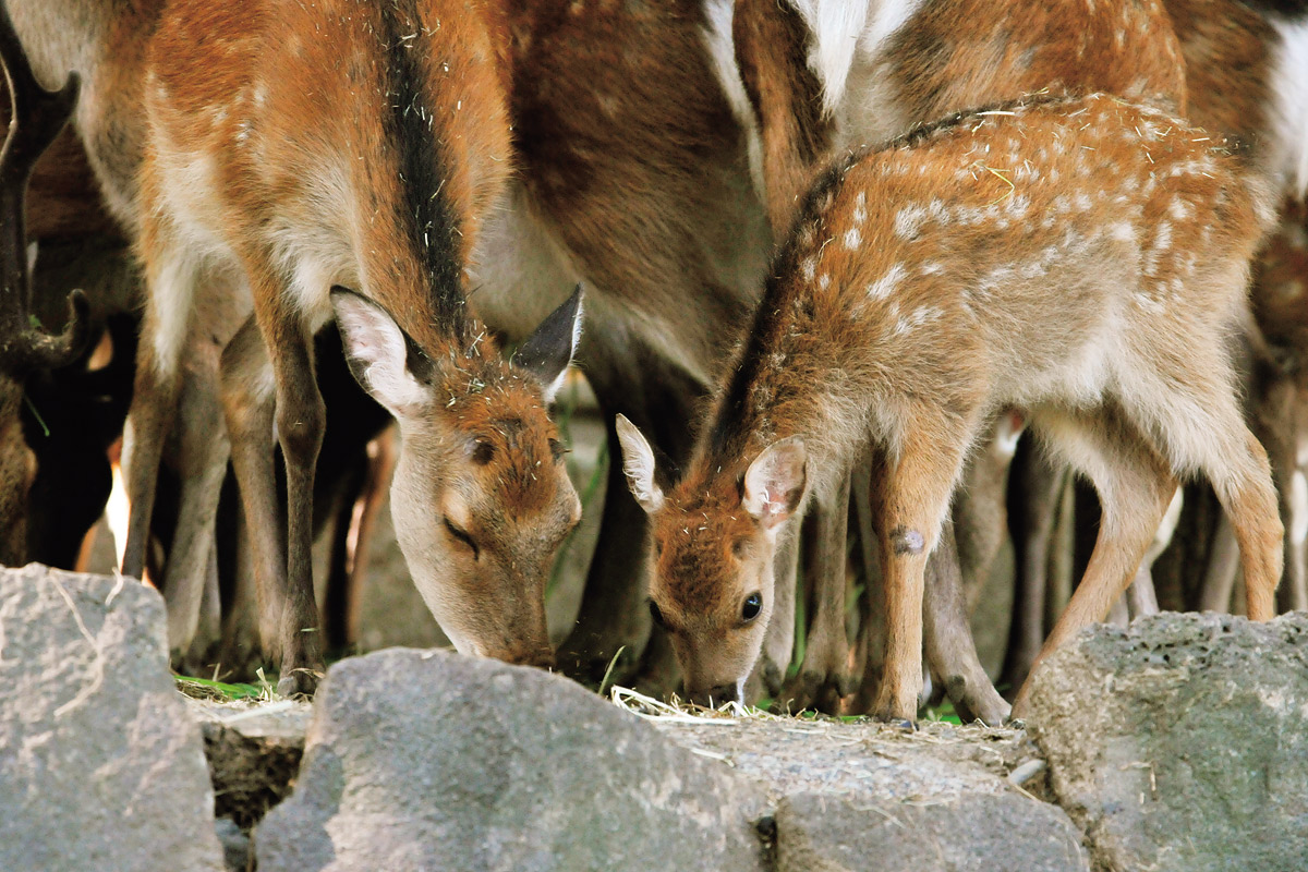 ヤクシカの赤ちゃん_2