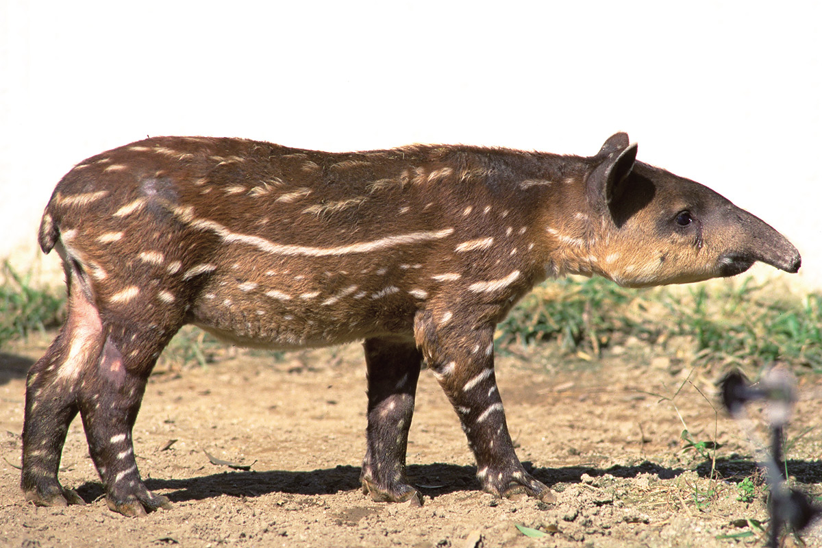 ベアードバクの赤ちゃん_1