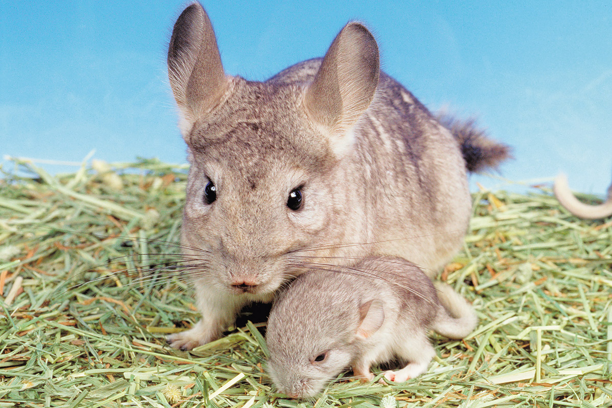 チンチラの赤ちゃん_2