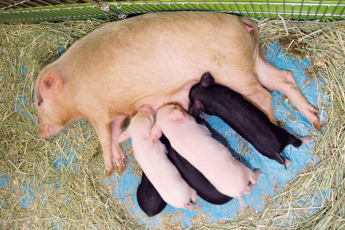 ミニブタの赤ちゃん_2