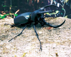 ���[�����J���v�I�I�J�u�g�i�{���l�I�I�I�J�u�g�j