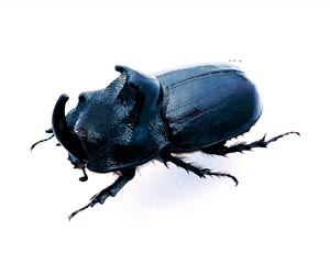 �V���\�������K�^�J�u�g�i���c�m�����K�^�J�u�g�j