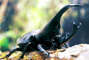 �q���J�u�g