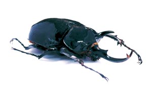 �}���X�]�E�J�u�g