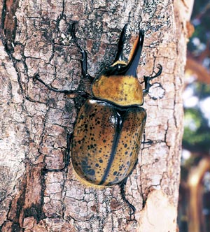 �q���X�V���J�u�g