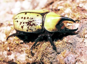 �e�B�e�B�E�X�V���J�u�g