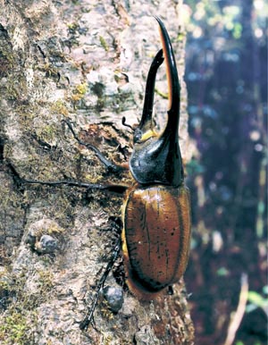 �w���N���X�E���b�L�[