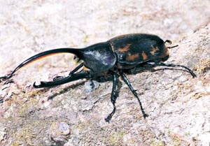 �w���N���X�E�I�L�V�f���^���X