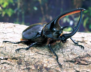 �l�v�`���[���I�I�J�u�g