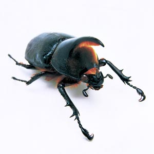 �T�^���I�I�J�u�g