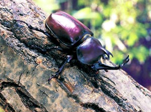 �J�u�g���V