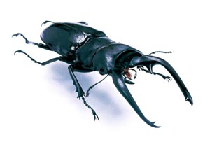 �C���^�[���f�B�A�I�j�c���N���K�^