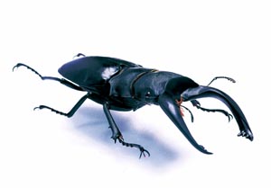 �A���P�X�c���N���K�^