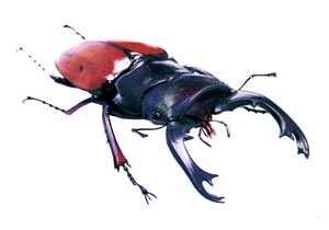 �t�F�������X�I�j�c���N���K�^