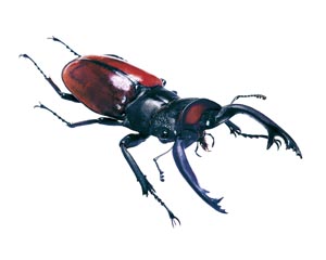 ���R�_�[���c���N���K�^