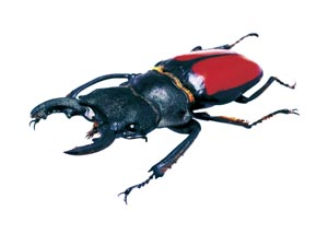 �L�v���c���N���K�^