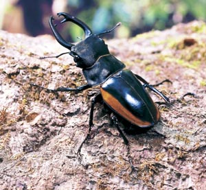 �X�e�B�[�u���X�c���N���K�^