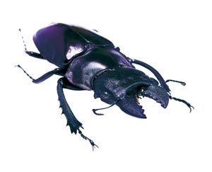 ���e�B�y�j�X�c���N���K�^