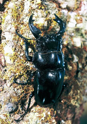 �^�����h�D�X�I�I�c���N���K�^