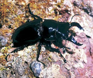 ���M�E�X�I�I�c���N���K�^