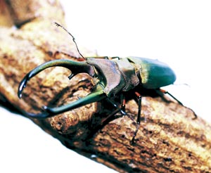 �G���t�X�z�\�A�J�N���K�^