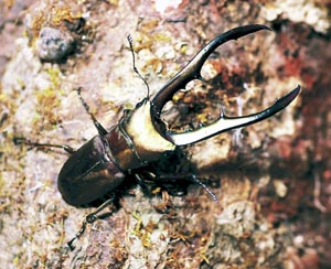 ���^���t�F���z�\�A�J�N���K�^