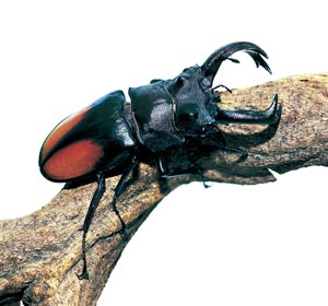 �p���[�t�^�}�^�N���K�^