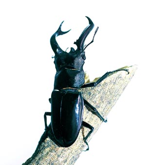 �u�P�b�g�t�^�}�^�N���K�^