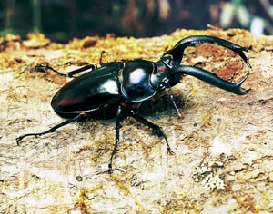 �f�B�f�B�G�[���V�J�N���K�^