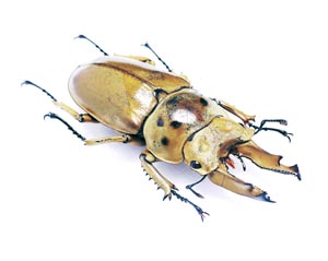 ���[�����J���v�I�E�S���I�j�N���K�^