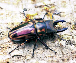 �[�u���m�R�M���N���K�^