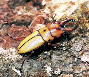 �I�L�s�^���E�X�m�R�M���N���K�^