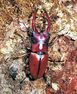 �A�X�^�R�C�f�X�m�R�M���N���K�^