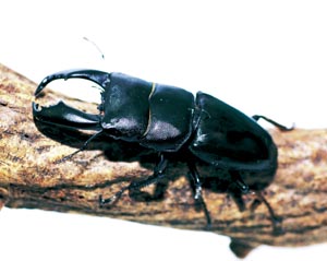 �q���^�N���K�^