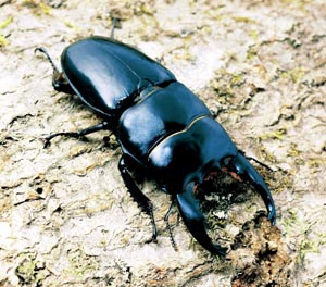 ���[���P�t�@���X�q���^�N���K�^