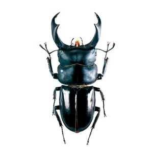 �V�F���N�����I�I�N���K�^