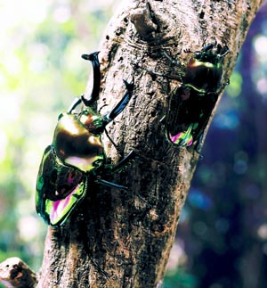 �j�W�C���N���K�^