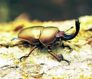 �p�v�A�L���C���N���K�^