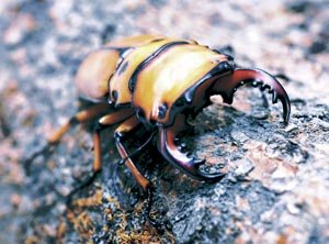 �����K�^�N���K�^