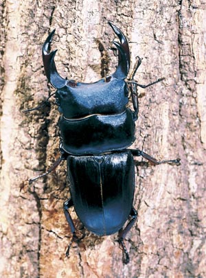 �I�I�N���K�^