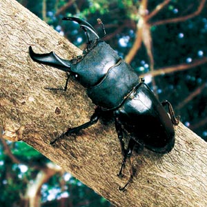 �q���^�N���K�^