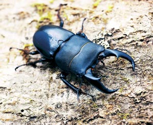 �T�L�V�}�q���^�N���K�^