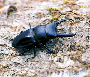 �`���E�Z���q���^�N���K�^