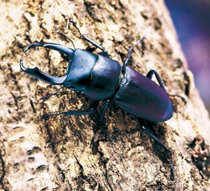 �R�N���K�^